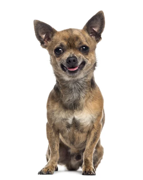 Chihuahua siedzi (2 lat temu) — Zdjęcie stockowe