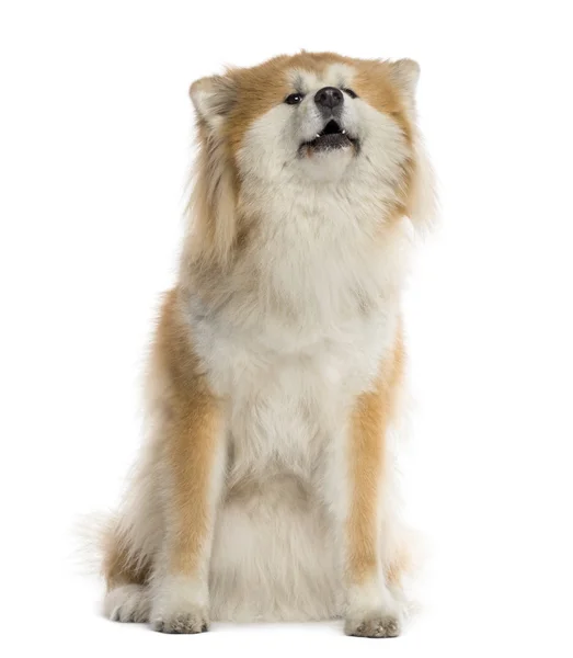 Akita Inu yelling — Stock Photo, Image