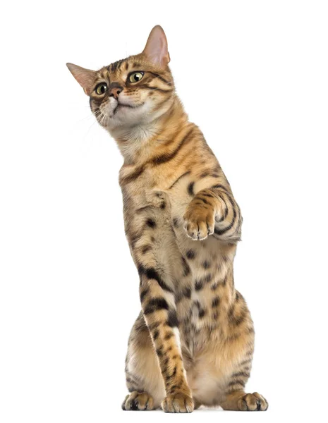 Bengal (11 months old) sitting, pawing and looking up — Stock Photo, Image