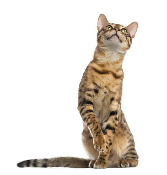 Bengal (11 months old) sitting, pawing and looking up — Stock Photo, Image