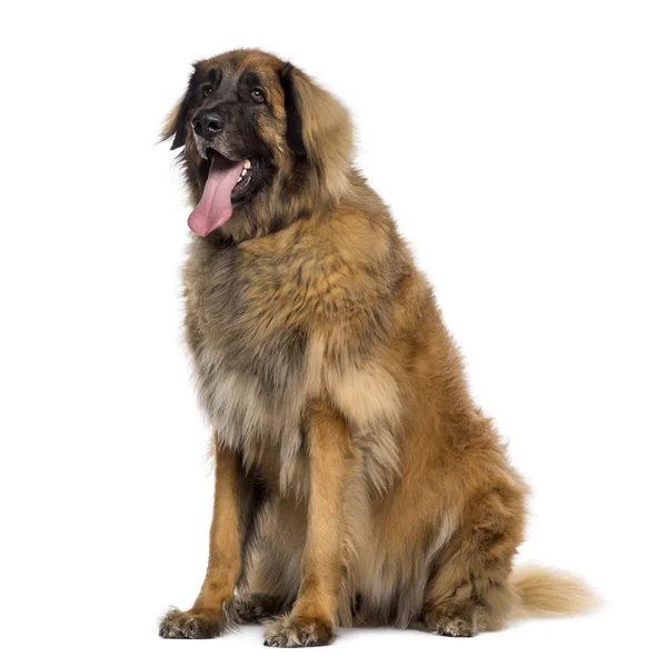 Leonberger 坐，喘着粗气 （2 岁) — 图库照片