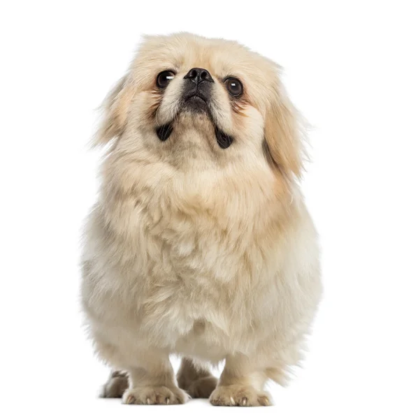 Gordura Pekingese olhando para cima (1 ano de idade ) — Fotografia de Stock