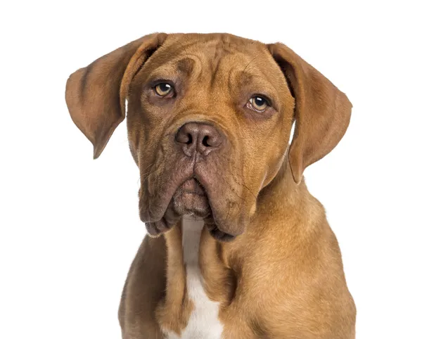 Headshot de um cachorro Dogue de Bordeaux (5 meses de idade ) — Fotografia de Stock