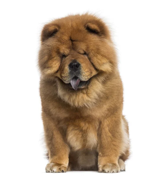 Chow chow sitter (3 år gammal) — Stockfoto