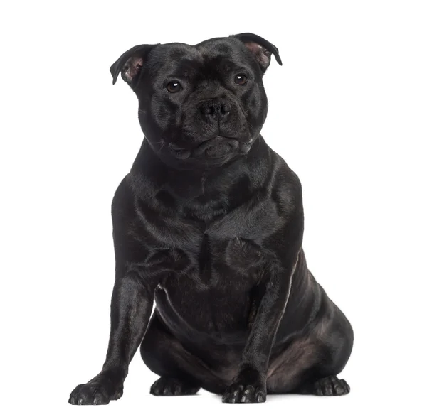 Staffordshire Bull Terrier sitting (2 years old) — Stock Photo, Image