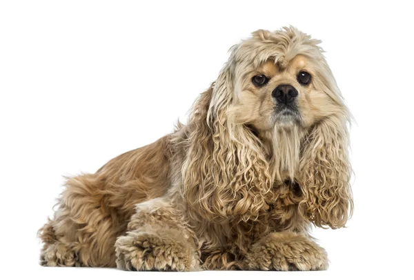 Vista lateral de un Cocker Spaniel Americano (4 años ) —  Fotos de Stock