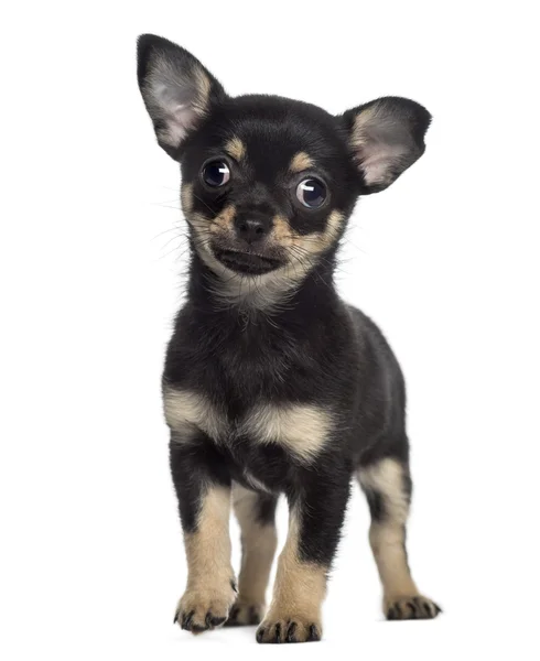 Chihuahua filhote de cachorro de pé (2 meses ) — Fotografia de Stock