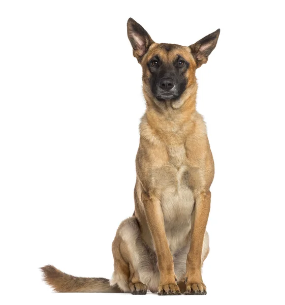 Belçika çoban köpeği (malinois oturan) — Stok fotoğraf