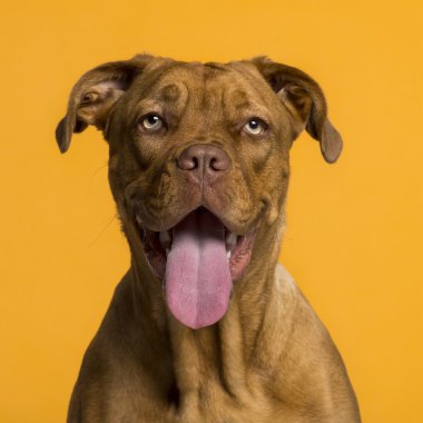 dogue de Bordeaux (8 ay yaşlı headshot)