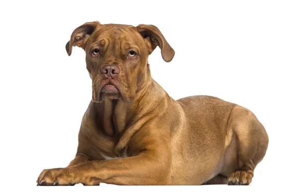 Dogue de Bordeaux acostado (8 meses) ) — Foto de Stock