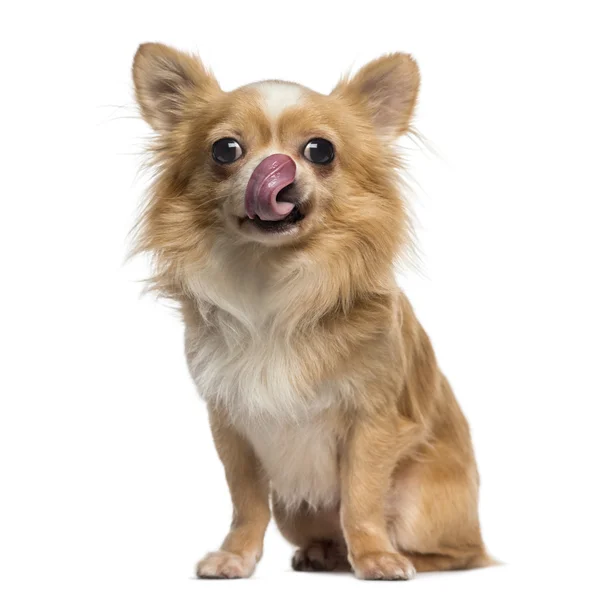 Chihuahua licking its lips (2 years old) — Stock Photo, Image