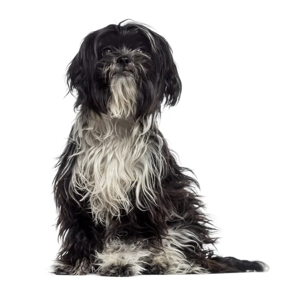 Shaggy shih tzu (9 ay eski) — Stok fotoğraf