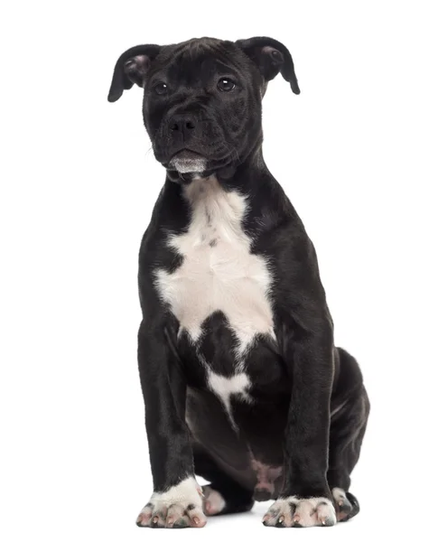 Amerikanischer Staffordshire Terrier Welpe sitzend (3 Monate alt)) — Stockfoto