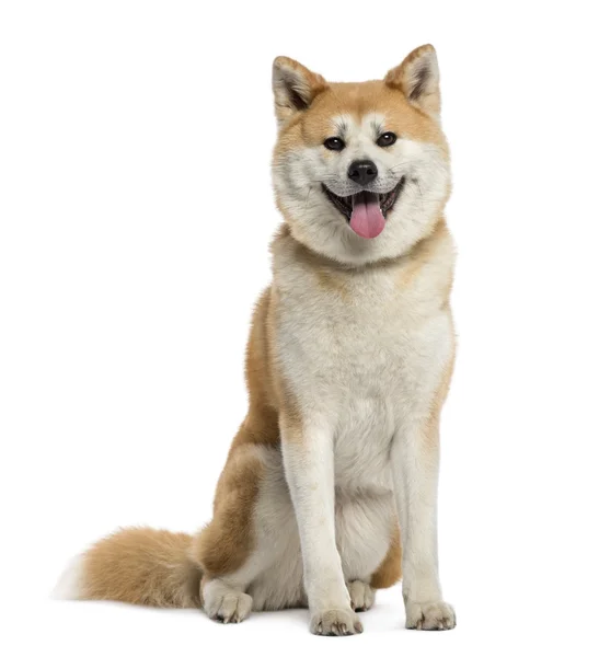 Akita Inu panting — Stock Photo, Image