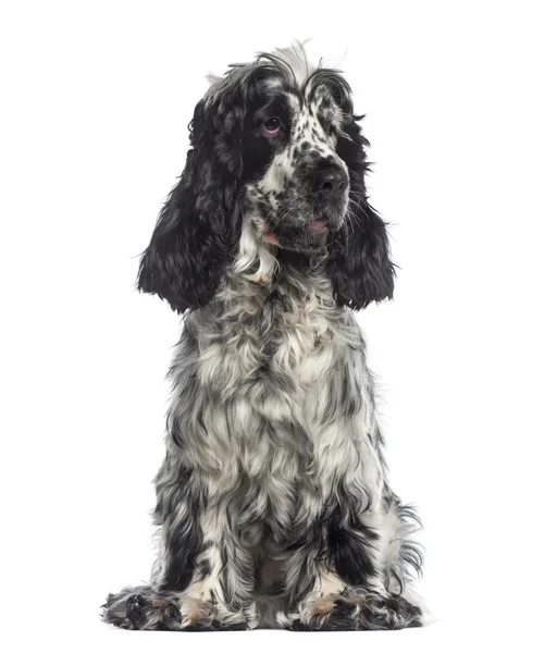 Cocker spaniel angielski siedzi (16 miesięcy) — Zdjęcie stockowe