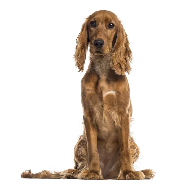 English Cocker Spaniel sitting (7 months old) — Stock Photo, Image