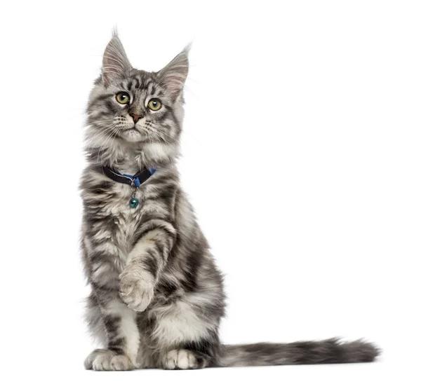 Maine Coon (2 years old) sitting, pawing and looking away — Stock Photo, Image