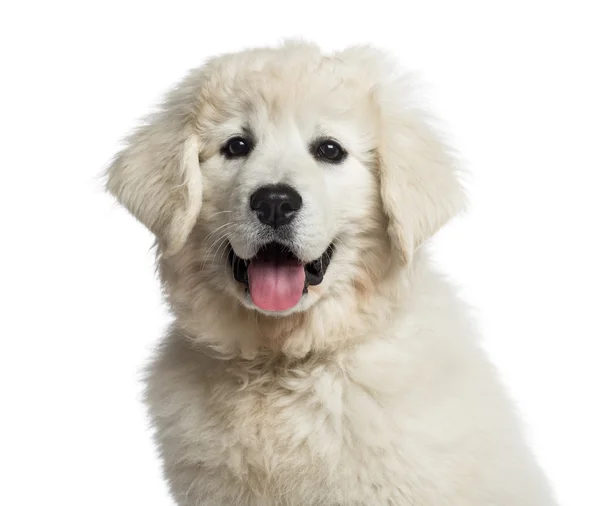 Headshot de um cachorro polonês Tatra Sheepdog (3 meses de idade ) — Fotografia de Stock