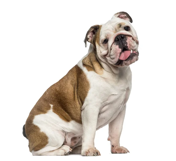 Engelsk bulldogg sitter (8 månader gammal) — Stockfoto