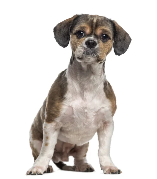 Shih Tzu sitting (3 years old) — Stock Photo, Image