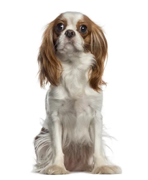 Cavalier king charles spaniel sitter (2 år gammal) — Stockfoto