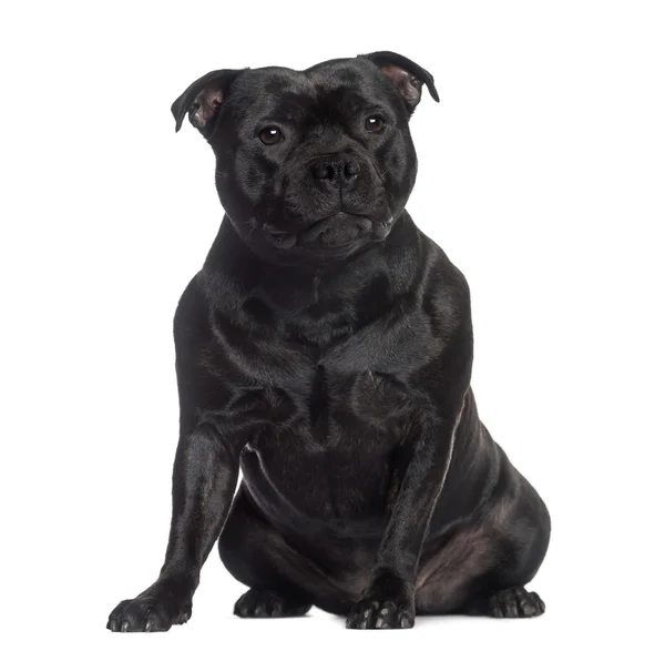 Staffordshire Bull Terrier duduk (2 tahun ) — Stok Foto