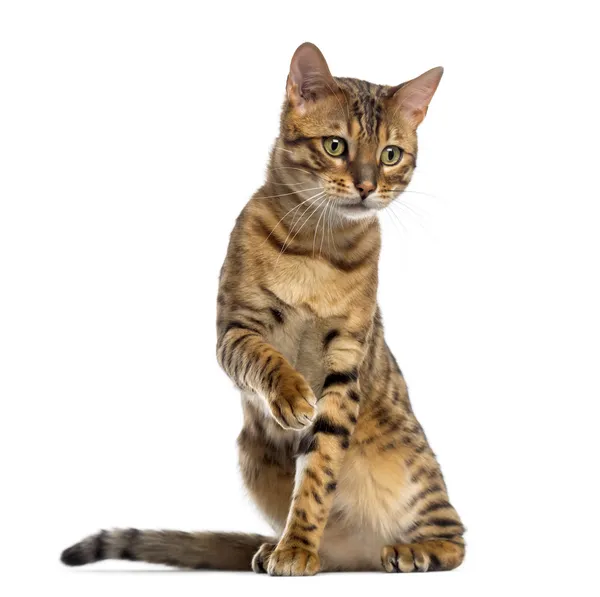 Bengal (11 months old) sitting, pawing and looking down — Stock Photo, Image