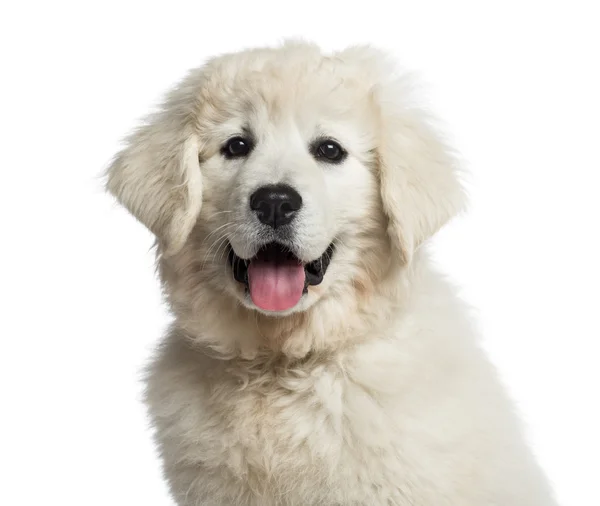 ポーランド語タトラ シープドッグ子犬 (3 ヶ月のヘッド ショット) — ストック写真