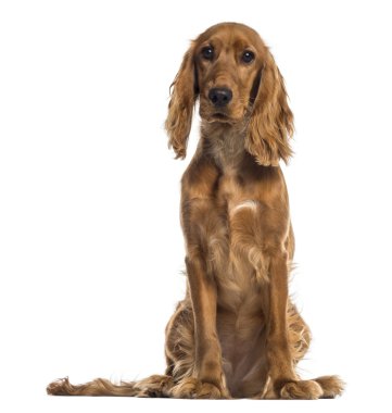 İngiliz cocker spaniel (7 ay yaşlı oturan)