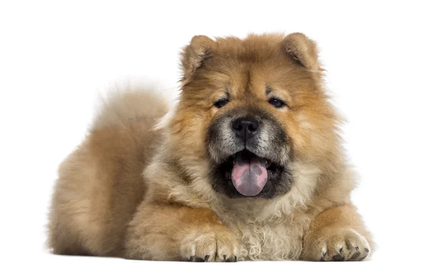 Chow chow hechelt (7 Monate alt)) — Stockfoto