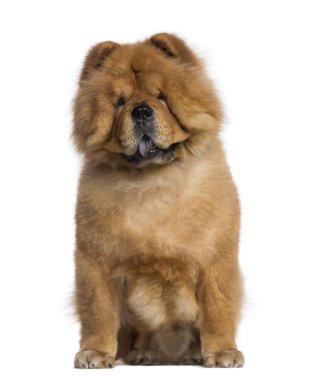 Chow Chow sitting (3 years old) clipart