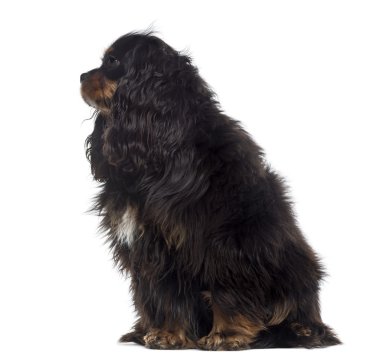 şişman düşüncesiz kral şarlatan (1 yaşında somurtuyor İspanyol)