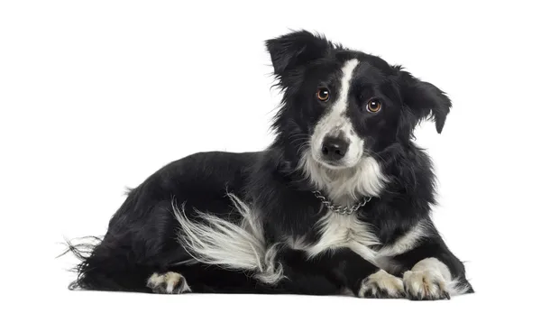 Border Collie liegend (2 Jahre alt)) — Stockfoto