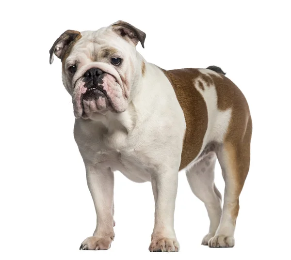 Englische Bulldogge stehend (8 Monate alt)) — Stockfoto