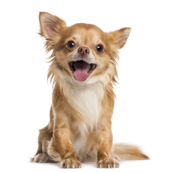 Happy Chihuahua (4 года)
)