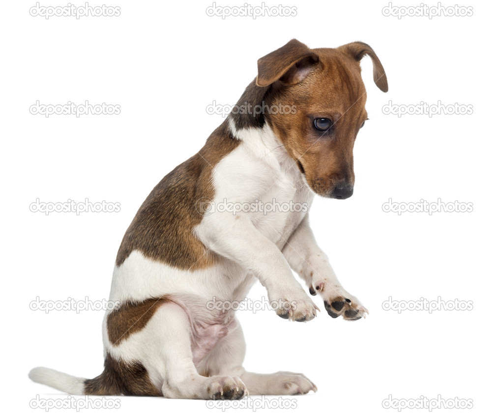  Jack Russell Terrier puppy on hind legs (3 months old)