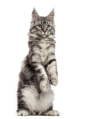 arka ayakları üzerinde duran Maine coon (2 yaşında)