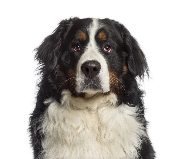 Headshot of a Bernese Mountain Dog (18 months old) — Stock Photo, Image