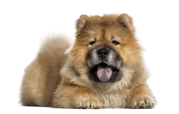 喘着粗气 (7 个月大的松狮犬) — 图库照片