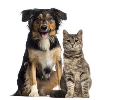 kedi ve köpek birlikte oturan
