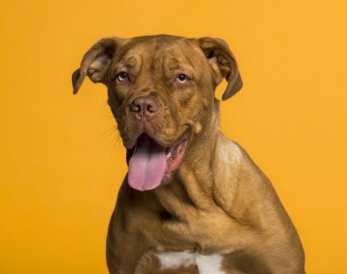 dogue de Bordeaux (8 ay yaşlı headshot)