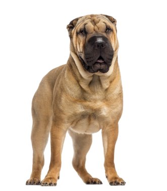 ayakta shar pei (15 aylık)