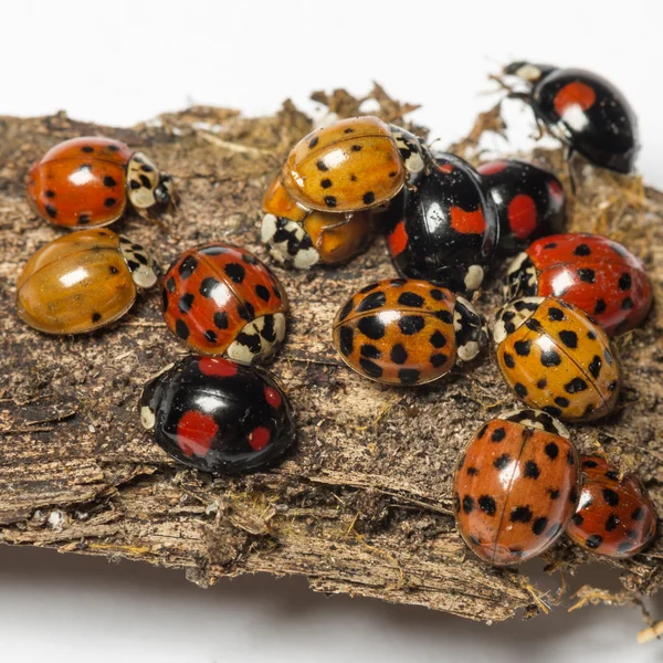 Nest of ladybugs on a bark piece — Stock Photo, Image