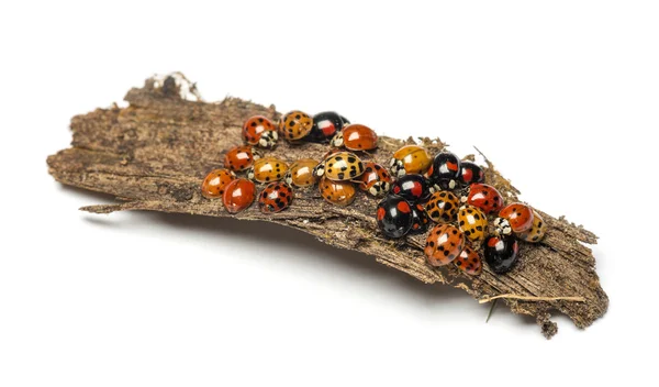 Nest of ladybugs on a bark piece — Stock Photo, Image