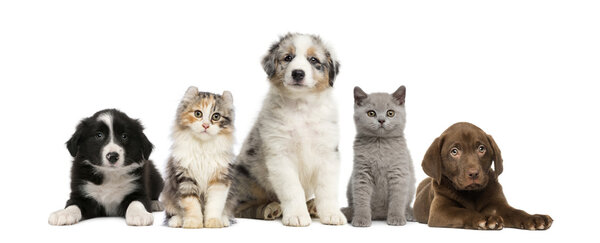 Group of pets: kitten and puppy on a raw