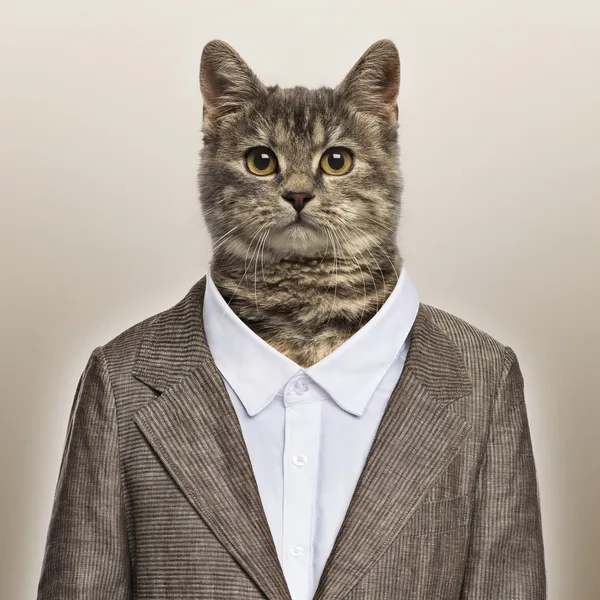 European Shorthair wearing a suit in front of a beige background — Stock Photo, Image