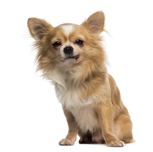 Chihuahua making a face (2 years old) — Stock Photo, Image