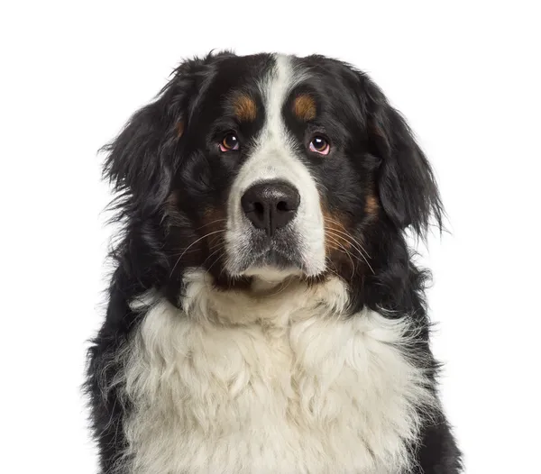 Headshot van een Berner Sennenhond (18 maanden oud) — Stockfoto