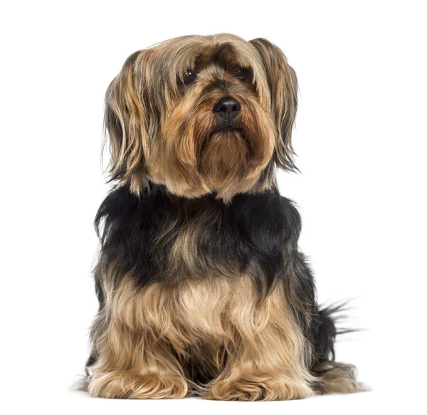 Yorkshire Terrier seduta (6 anni ) — Foto Stock