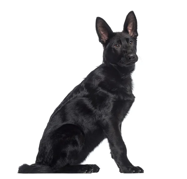 Vista lateral de un cachorro pastor alemán sentado (4 meses) ) — Foto de Stock